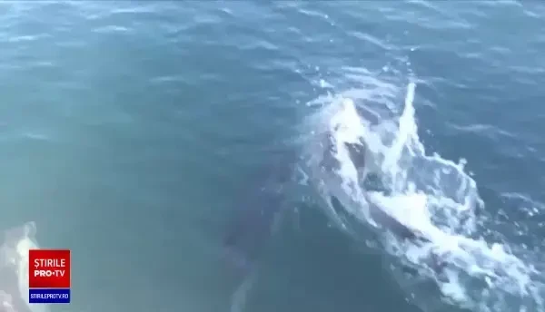 Călătoria cu iahtul, posibilă și pe litoralul nostru. Cât costă o escapadă