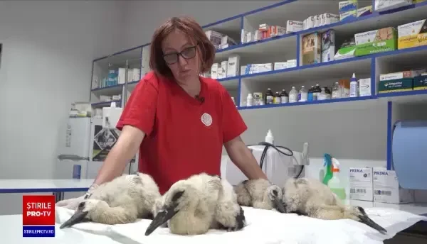 Românii sunt chemați să ajute la recensământul berzelor, cu ajutorul aplicației "Uite, barza!"