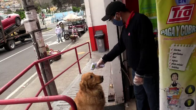 Cățelul care face cumpărături cu respectarea regulilor de siguranță sanitară