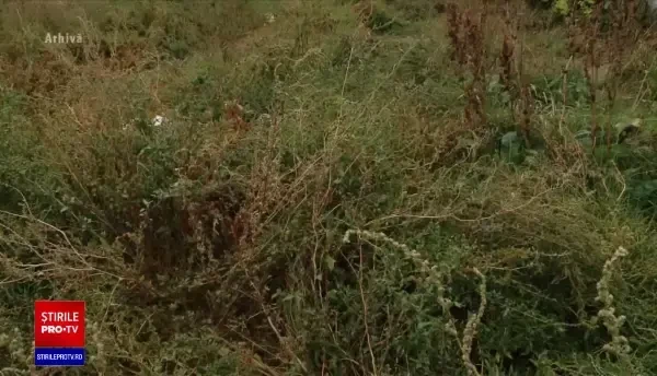 Crimă oribilă în Botoșani. Trupul unei femei, găsit lângă o pădure