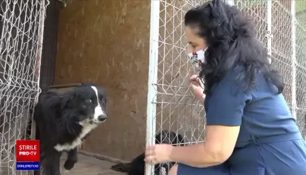 Patrupedele din curtea adolescentului care a ucis cu lopata un câine au fost salvate de autorități