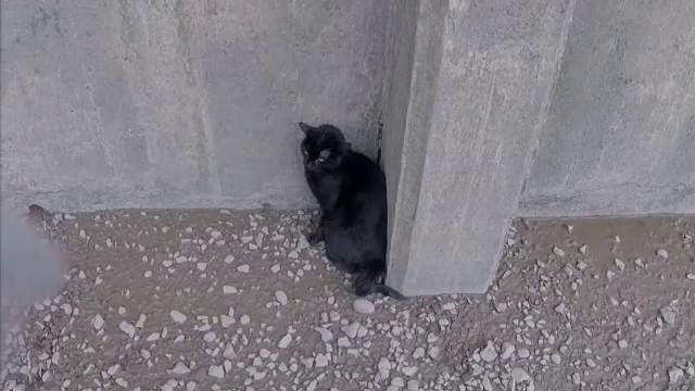 Operațiune de salvare neobișunuită. Cum au salvat o pisică rămasă blocată pe un mal al râului