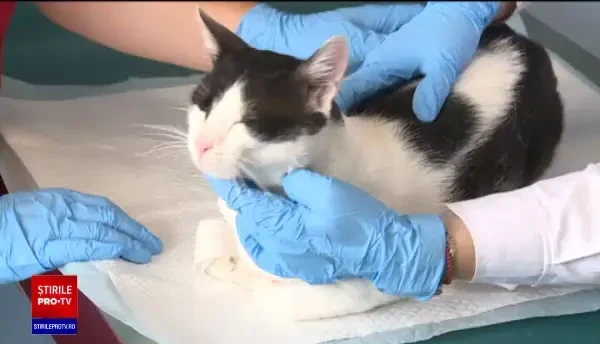 Primul an fără taxe de admitere pentru mii de studenți din România. Primele facultăți care au luat decizia