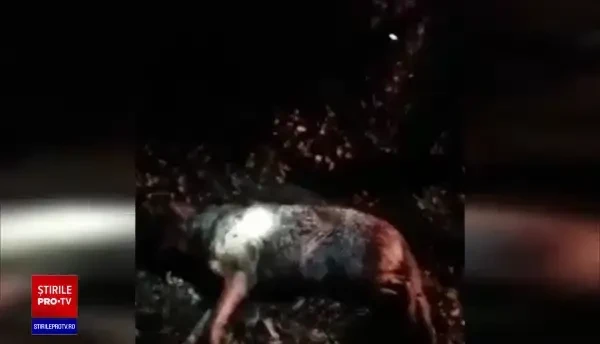 Un lup din România și-a câștigat libertatea la Curtea de Justiţie a Uniunii Europene