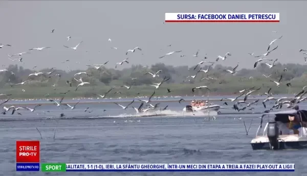 Speciile de păsări care se mai găsesc doar în Delta Dunării. Care este motivul