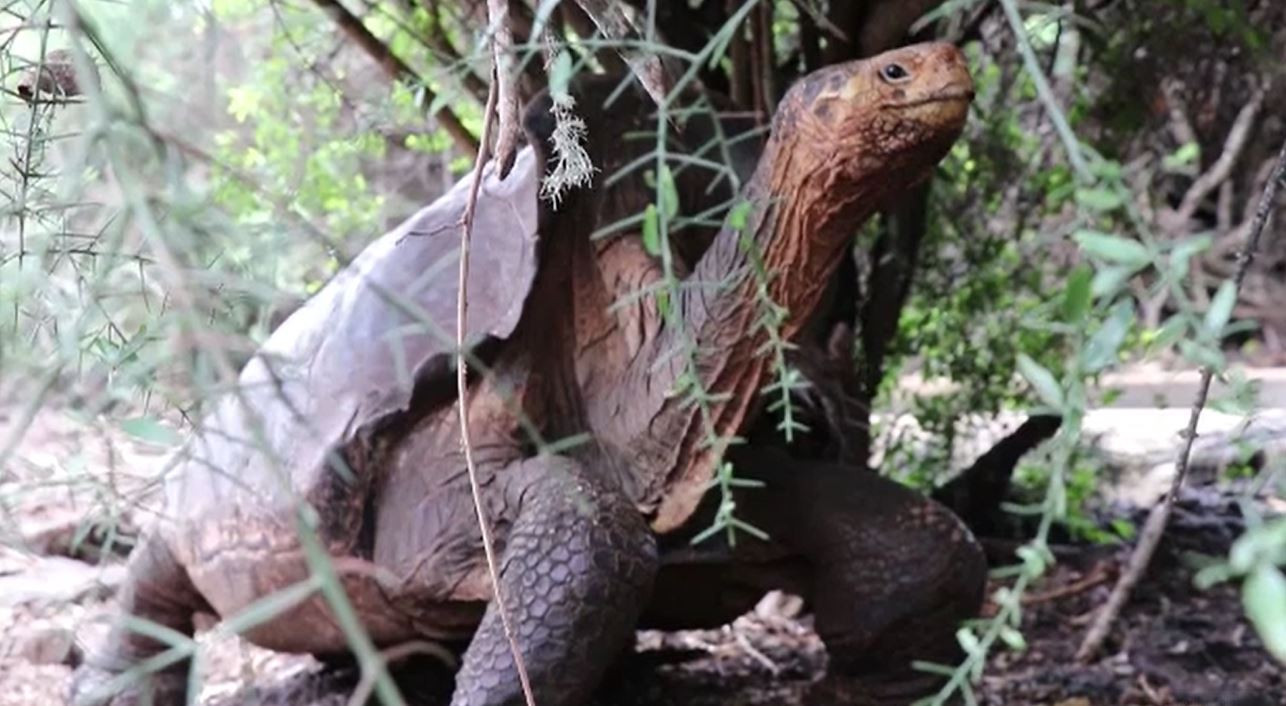 Celebra țestoasă care a reușit să-și salveze specia de la dispariție se pensionează