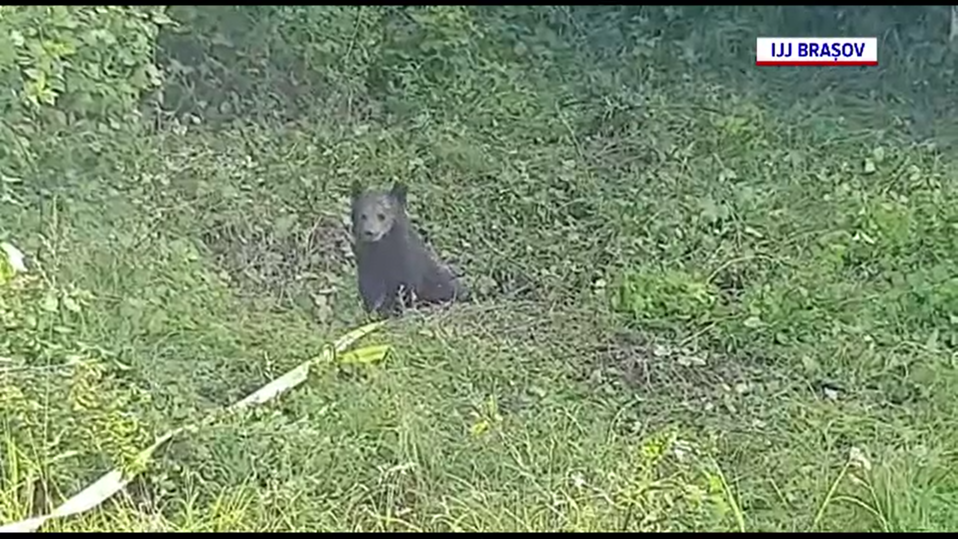 Misiune imposibilă în Brașov. Un pui de urs căzut într-un puț foarte adânc a fost salvat