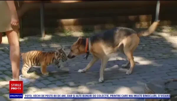 Un cățel și un tigru de la o grădină zoologică din Rusia au devenit cei mai buni prieteni