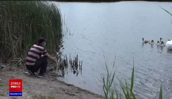 Lebădă căutată de poliţie în Arad. Localnicii cred că a fost prinsă de "oameni fără caracter"