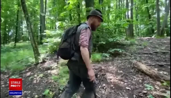 Au apărut detectivii care vânează braconierii de trufe. ”Ei cred că se îmbogățesc”
