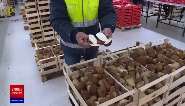 România are o producţie uriaşă de ciuperci, dar nu are cine să o cumpere