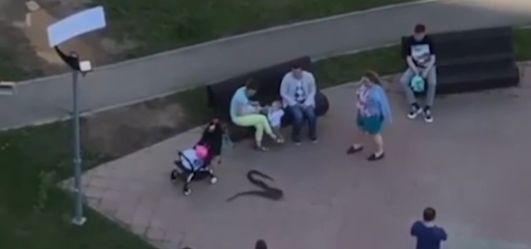 Un rus și-a scos șarpele la plimbare prin oraș. Cum au reacționat trecătorii