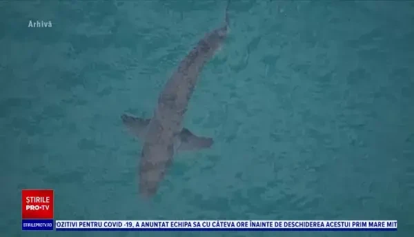 Un tânăr de 16 ani, atacat de rechin. Modul incredibil în care l-a salvat tatăl său