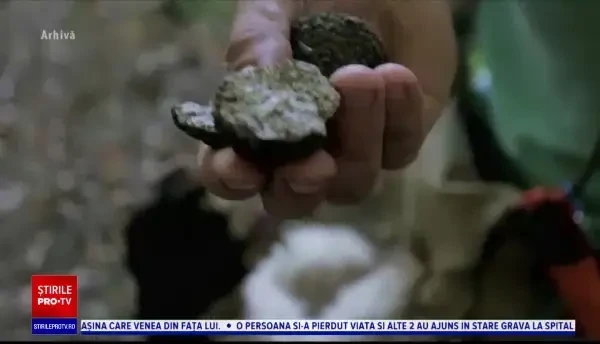 Pedepsele pe care le-ar putea primi braconierii de trufe: "Să fie infracţiune, ca orice furt"