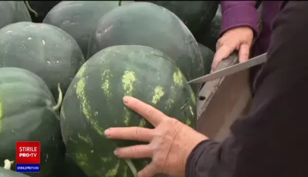 Pepenii de Dăbuleni au apărut pe piață cu câteva săptămâni întârziere, din cauza ploilor