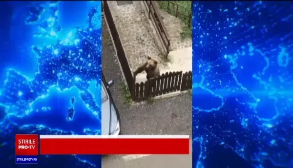 VIDEO. Un urs a fost filmat în timp ce deschidea poarta unei case din Predeal