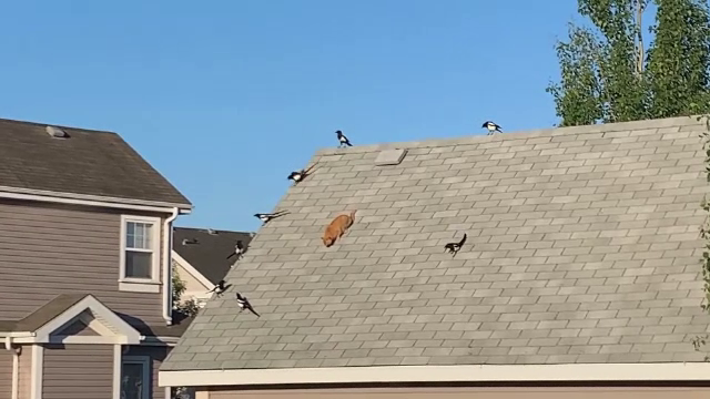 Zi cu peripeții pentru un motan. Momentul în care e atacat de un stol de coțofene. VIDEO