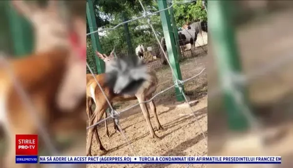 Un cerb plin de sânge i-a îngrozit pe vizitatorii grădinii zoologice din Galați. Ce s-a întâmplat