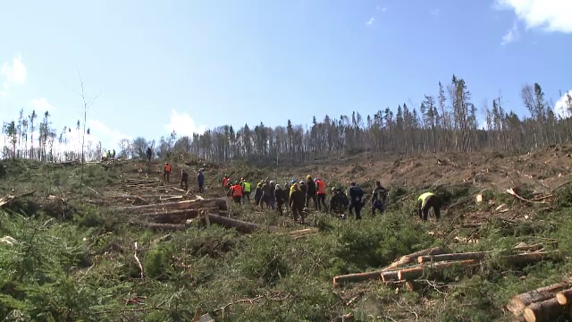 Platformă contra mafiei pădurilor. Guvernul va monitoriza cât se taie și unde merge lemnul