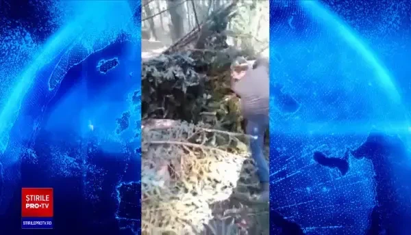 Platformă contra mafiei pădurilor. Guvernul va monitoriza cât se taie și unde merge lemnul