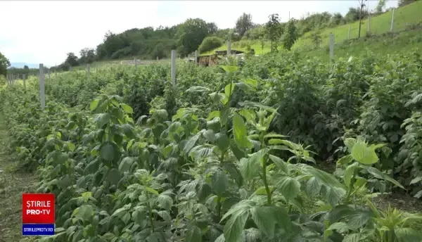 Culturi compromise în mare parte, din cauza ploilor din ultima lună. Ce spun fermierii