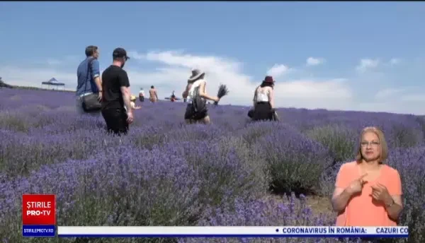 Turiștii se pot bucura de peisaje desprinse din tablouri, în lanurile de lavandă din Mureș