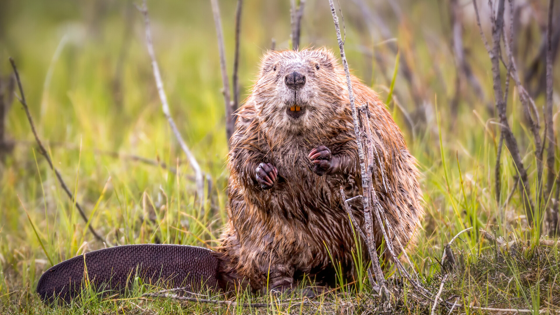 Castorii au revenit în albiile râurilor din sudul munților Făgăraș după mai bine de un secol