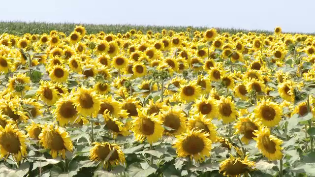 De la agonie la extaz. Recoltele au fost salvate la limită de ploaie: ”Floarea soarelui a explodat”