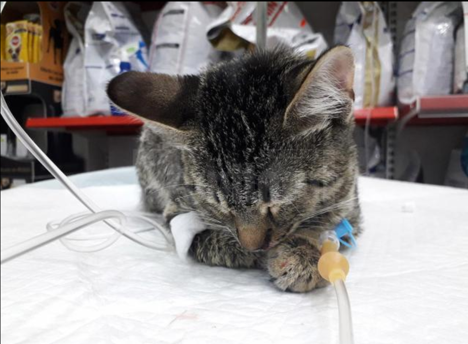 Cruzime îngrozitoare. Și-a bătut crunt soția, după ce a maltratat și ucis animalele pe care le adoptase