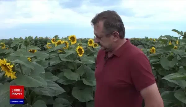 De la agonie la extaz. Recoltele au fost salvate la limită de ploaie: ”Floarea soarelui a explodat”