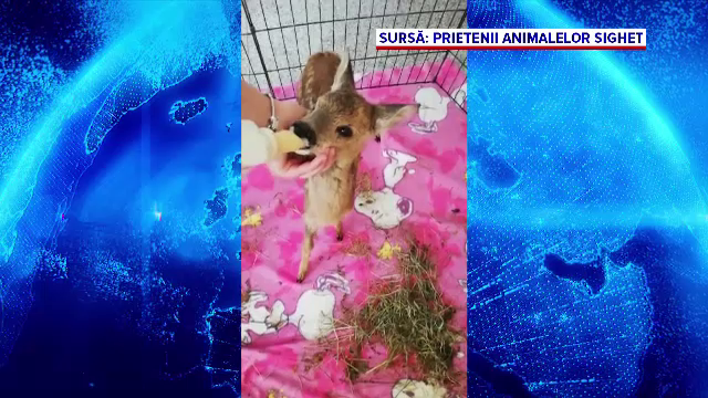 Pui de căprioară, ținut în cușcă la o mănăstire. În ce stare a fost găsit