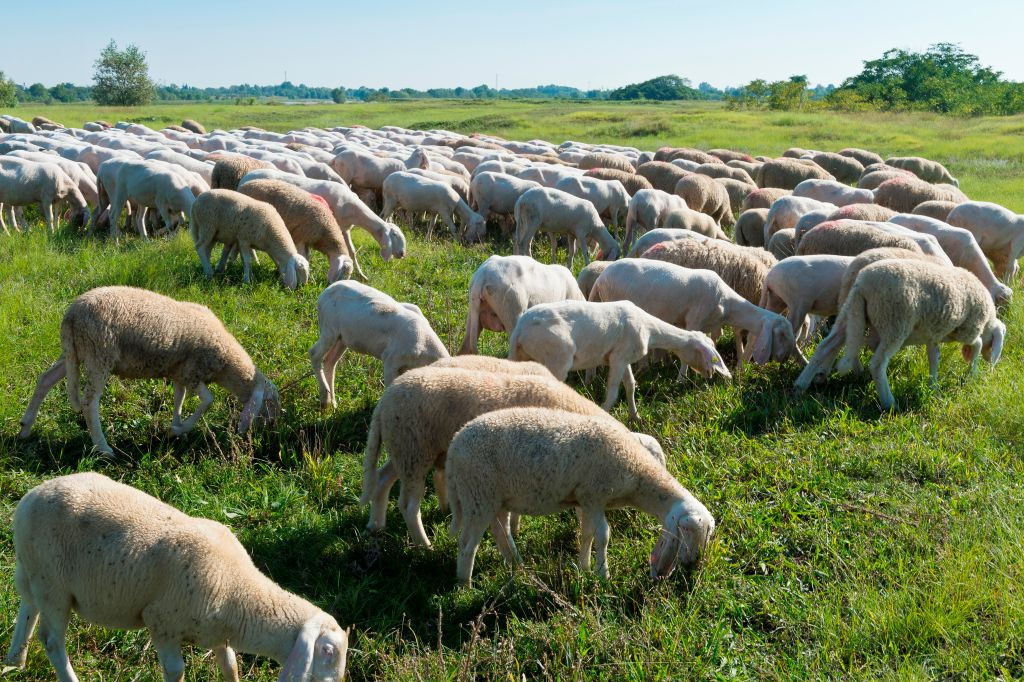 Contrabandist de țigări urmărit cu focuri de armă până a intrat într-o turmă de oi. Finalul este incredibil