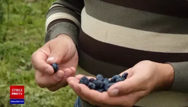 Culturile exotice prind tot mai mult teren în țara noastră: „Cererea este foarte mare”