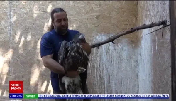Pui de vultur, salvat în Mureş. Ar fi fost furat din cuib de braconieri