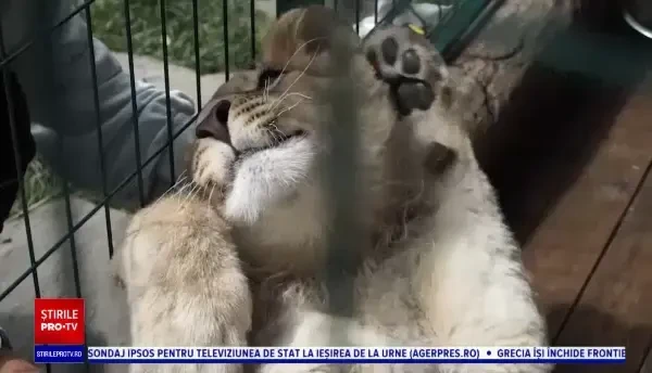 Pui de leu salvat în ultima clipă. Era supus unor chinuri de neimaginat de către un fotograf: „A fost lovit”