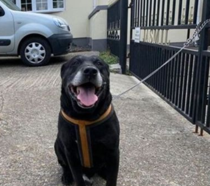 Un câine a fost abandonat pe stradă, cu un bilețel. Ce scria e sfâșietor, iar poliția îl caută acum pe stăpân