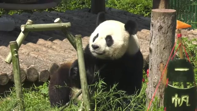 Petrecere pentru unul dintre cei mai celebri urși panda. Ce aere de vedetă a avut