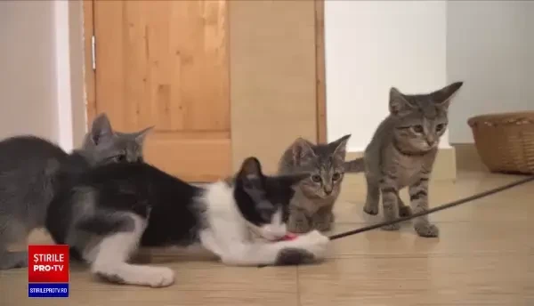 Asociaţie de protecţie a animalelor: Numărul animalelor abandonate a crescut dramatic în ultima vreme