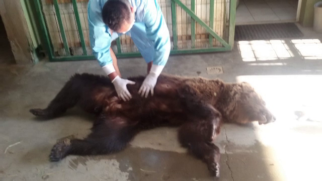 Ursoaică găsită rănită pe marginea șoselei, la Cheia. Ar fi fost lovită de mașină