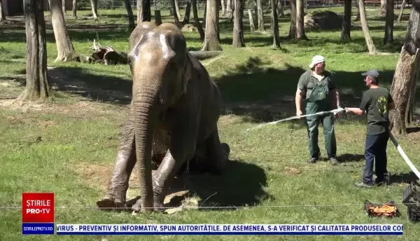 VIDEO. Cum sunt răsfățați elefanții de la Zoo Târgu Mureș