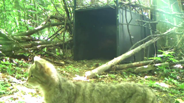 Imagini rare cu o pisică sălbatică. Cum a reacționat felina