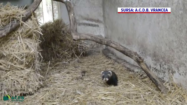 S-a trezit cu o familie de dihori în curte. Ce a făcut acest om e remarcabil