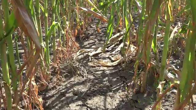 Secetă cumplită în Vaslui. ”Nu mai e nimic e făcut”