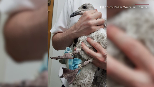 Un pescăruș a fost găsit pe malul mării, prins în șnurul unei măști de protecție