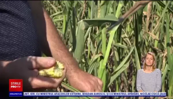 Secetă cumplită în Vaslui. ”Nu mai e nimic e făcut”