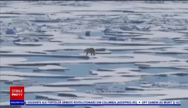 Urșii polari ar putea dispărea până la sfârșitul secolului. Cum pot fi salvați