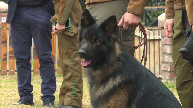 Câini care descoperă bolnavii de Covid-19. Ce miros simt și cum îl detectează