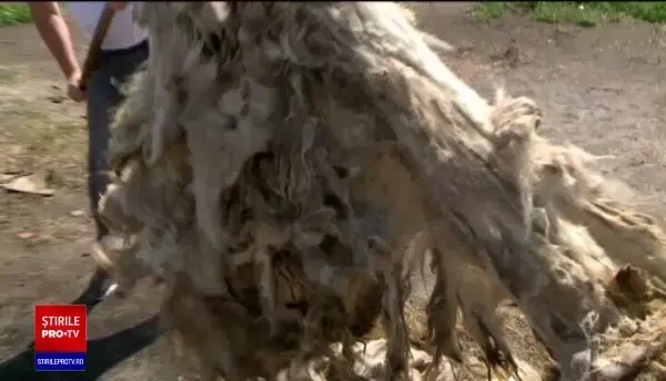 Crescătorii de oi au rămas fără subvenția de la stat. ”Am ajuns să punem lâna pe foc”