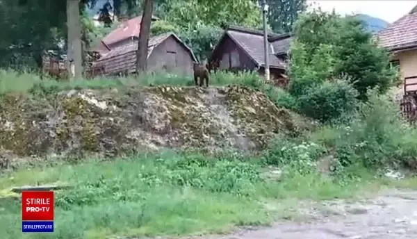 Garduri electrice pentru case, stâne și livezi. Cine primește finanțare pentru instalarea lor