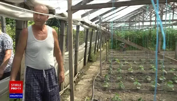 Agricultorii români își extind solariile. Fermierii, ajutați și de programul „Tomata”